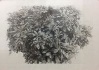 Andr&eacute;s Moya. Planta verde. Gr&aacute;fito. 50x 70. 2022